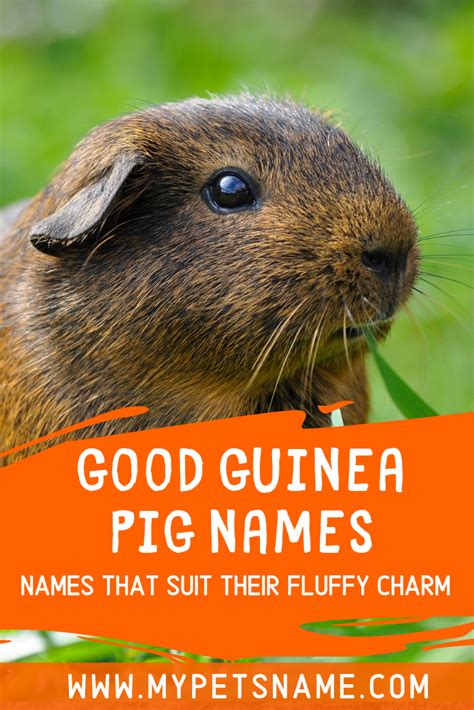 Pin On Guinea Pig Names