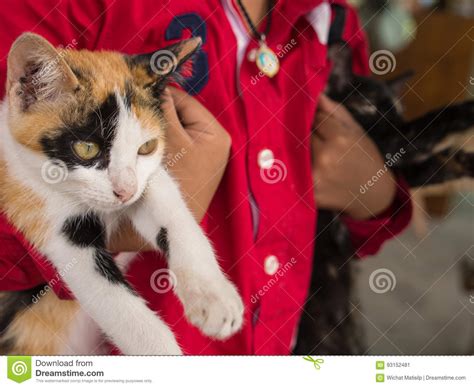 Cats In The Arms Of The Boy Stock Image Image Of Mammal Curious
