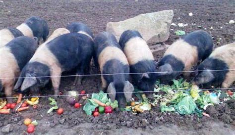 Live Stock Pig Feeding Management