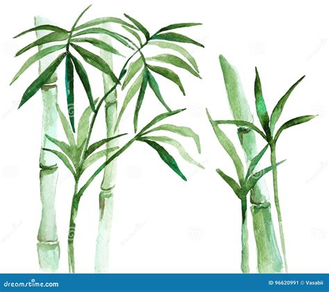 Watercolor Bamboo Illustration Stock Vector Illustration Of Plant
