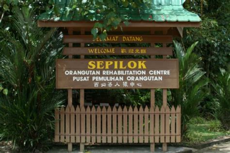 The sanctuary was established in the year 1964 for the rehabilitation of the baby orang utans, who have been orphaned or have been injured by hunters. Sepilok Orang Utan Sanctuary, Sandakan - Malaysia Travel Guide