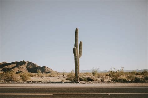 Download Cactus Road Desert Mountains Wallpaper
