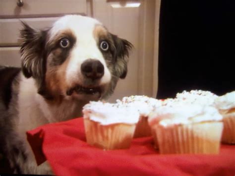 Cupcake Dog Blank Template Imgflip