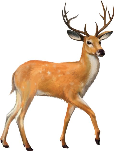 Mule Deer Drawing Free Download On Clipartmag