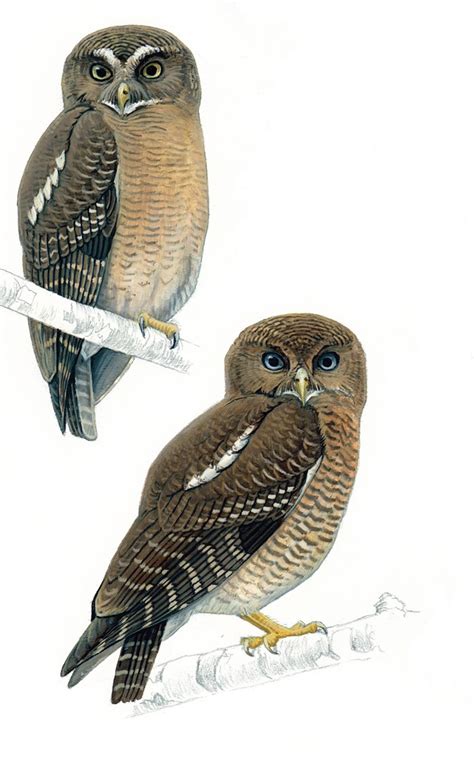 Two New Owl Species Discovered In Philippines Video Ibtimes Uk
