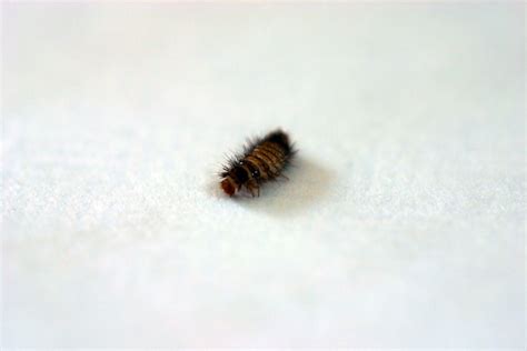 Carpet Worms How To Get Rid Of Them Review Home Co