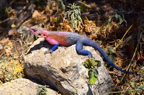 Serengeti Pink And Blue Agama Lizard World Adventurer