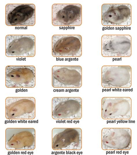 Syrian Hamster Colors Varieties