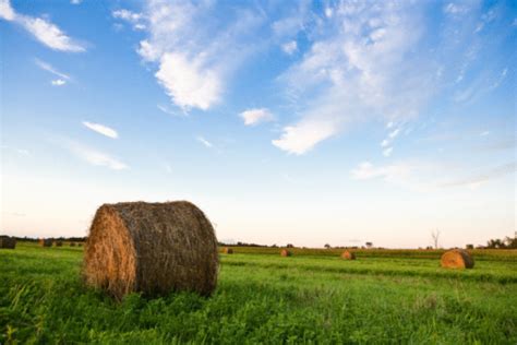 The Economics Of Small Squares Vs Round Hay Bales