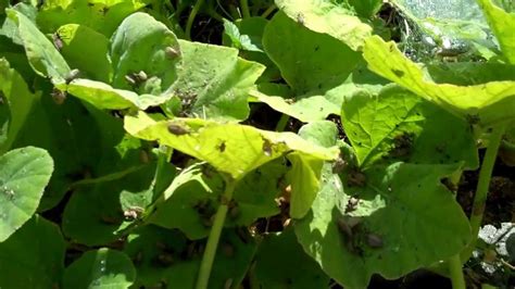 I do not recommend using herbicides, since your horses will wind up eating them, and it's not good for them. How to KILL Squash Bugs and Cucumber Beetles ERADICATED ...