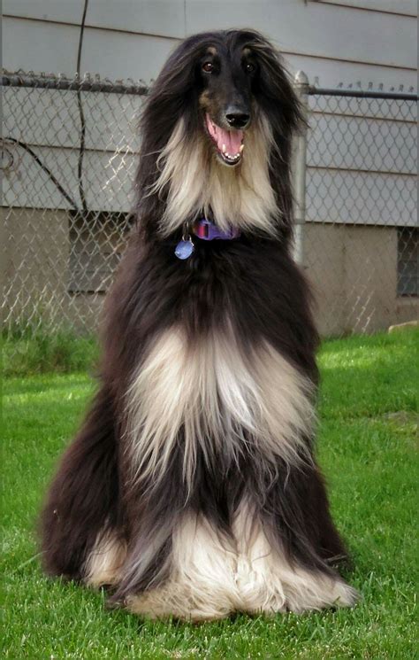Reports differ as to whether he has gone to tajikistan or uzbekistan. Pin on Dogs Lover