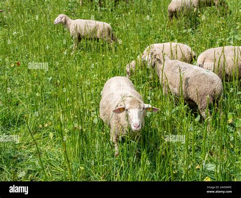 Sheep Grazing In The Pasture Farm Stock Photo Alamy
