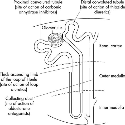Nephron The Functioning Unit Of The Kidney Interactive Biology With