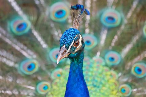 12 Colorful Peacock Facts