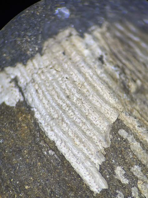 Preserved Carboniferous Aragonite Shell Material Fossils Of Parks