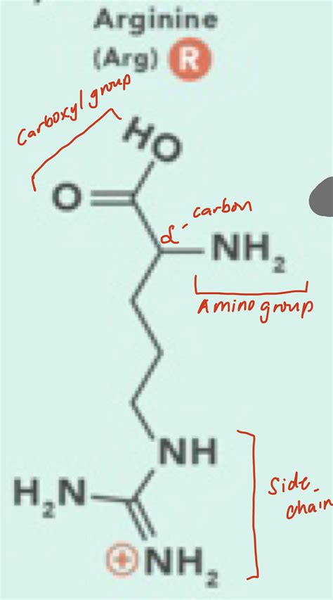 Solved Draw The General Structure Of Amino Acid And Identify Alpha