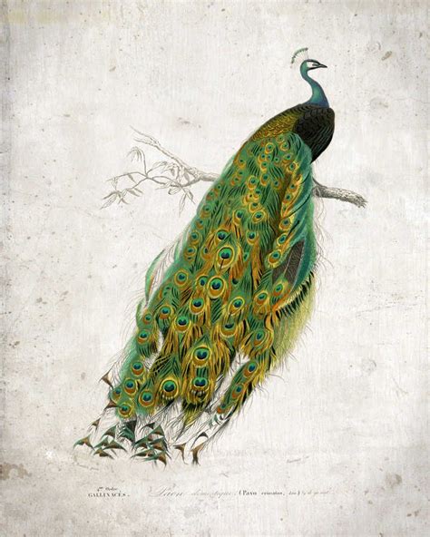 Peacock Vintage Print Peacock Poster Peacock Art Peacock Etsy