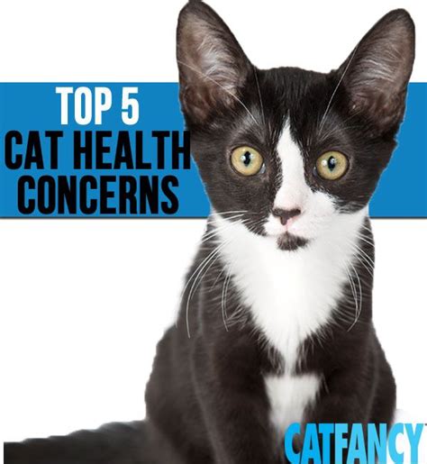 Spot has customizable coverage for your feline friend. Prepare for and prevent these top cat illnesses, as reported by a pet health insurance company ...