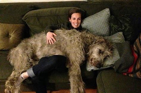 We Want To See Your Really Big Dogs