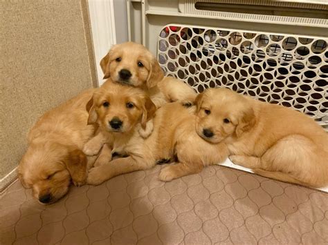 39 Baby Golden Retriever Dogs For Sale Picture Codepromos