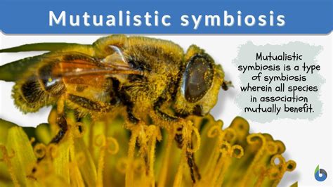 Mutualistic Symbiosis Definition And Examples Biology Online Dictionary