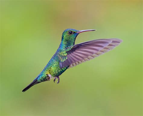 Blue Chinned Sapphire Hummingbird In Flight Dancing In The Flickr