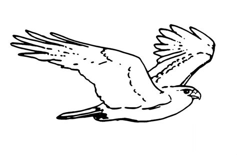 Lambang indonesia berbentuk burung garuda yang kepalanya. Sketsa Gambar Burung Elang Terbaru | gambarcoloring