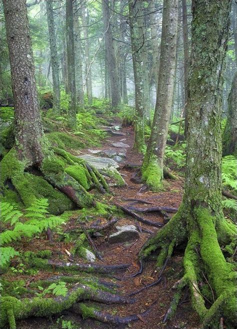 Really Great Resource Of Green Mountain National Forest Vermont Know