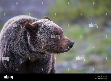 Grizzly Bear Male Ursus Arctos Horribilis Close Uo 12 Body Shot