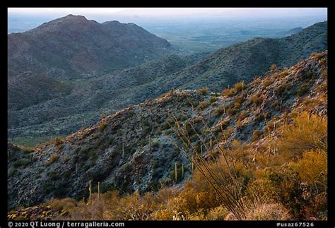 Picturephoto Ocotillo And Slopes Table Mountain Sonoran Desert