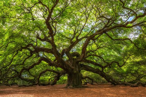 Oak Wood Tree