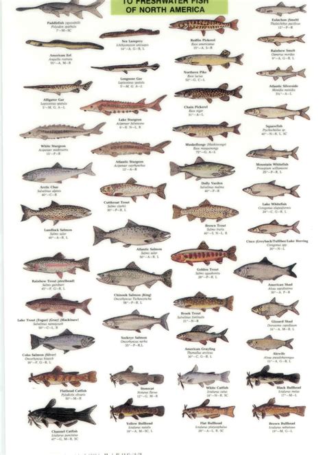 Tropical Freshwater Fish Chart