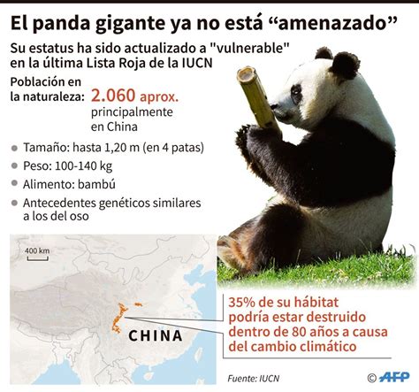 Image Result For Infografia Oso Panda With Images Giant Panda