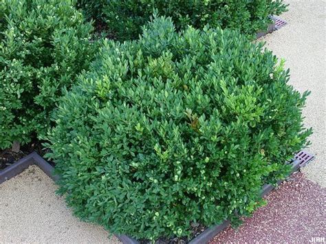 Green Mound Boxwood Buxus Microphylla Boxwood Landscaping Front