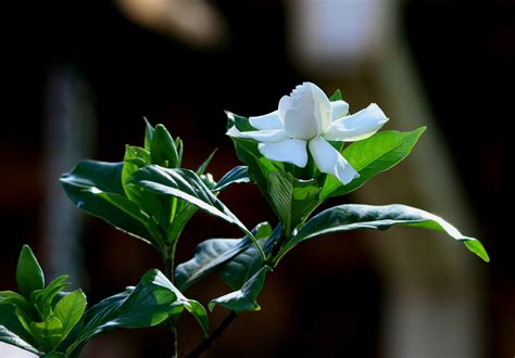 White Gardenia Flower Free Stock Photo Public Domain Pictures