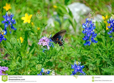 Butterfly And Wildflowers Stock Photo Image Of Wildflower Nature 70246922