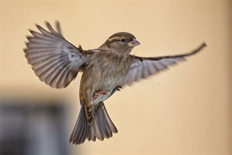 Female Sparrow In Flight Stock Image Image Of Europe 102811663