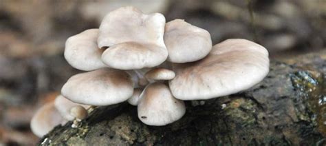 Shelling Out The Oyster Mushroom The Mushroom Diary Uk Wild