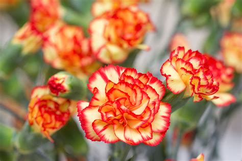 9 Reasons Carnations Are Actually The Best Carnation Plants