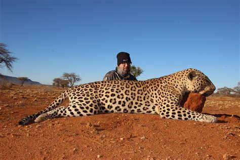 Leopard Hunting Omatako