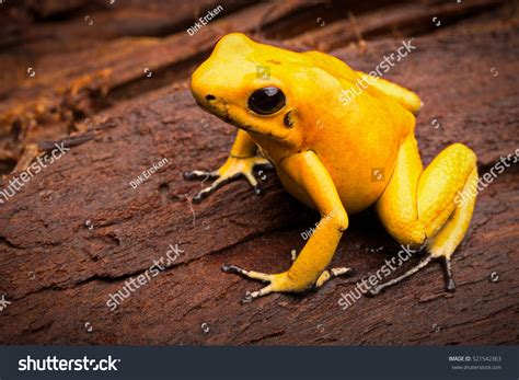 Poisonous Frog Poison Dartfrog Phyllobates Terribilis Stock Photo