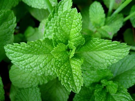 The Power Of Peppermint 21 Health Benefits Revealed With Insights Radio