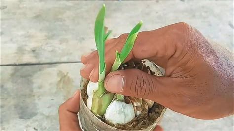 Lihat langkah 1 untuk mengetahui cara menanam dan memanen bawang putih. Teknik Cara Cepat Tumbuh Menanam Bawang Putih Di Pot Atau ...