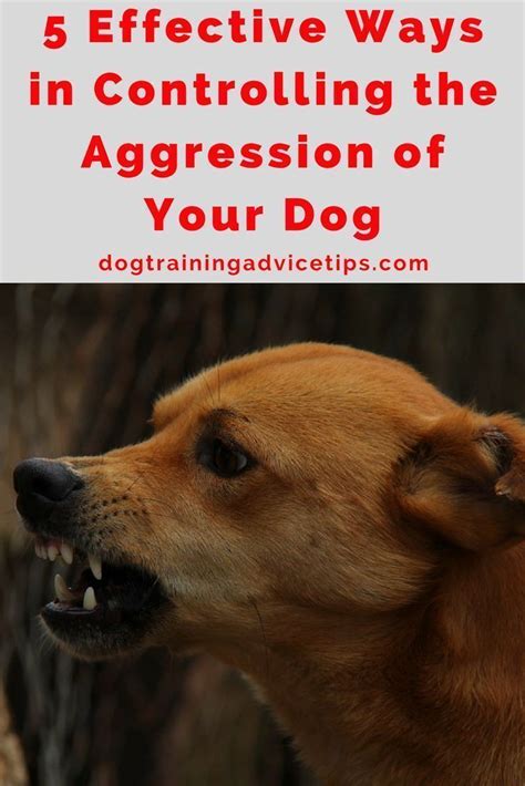 5 Effective Ways In Controlling The Aggression Of Your Dog Dog