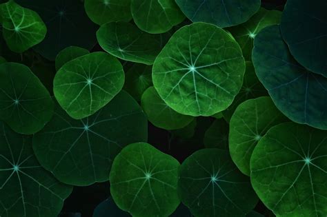 Download Greenery Tropaeolum Nature Leaf 4k Ultra Hd Wallpaper By Kathy