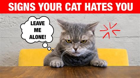 Signs Your Cat Hates You Youtube