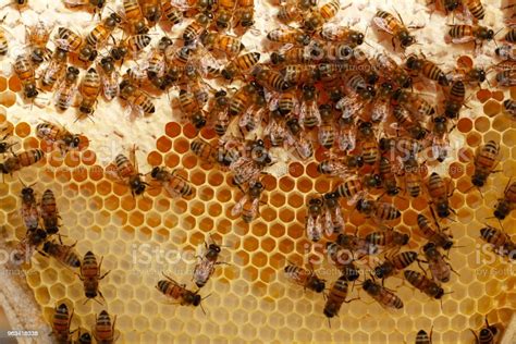 Honey Bees Kept In A Bee Box Hive On A Private Farm Working Making