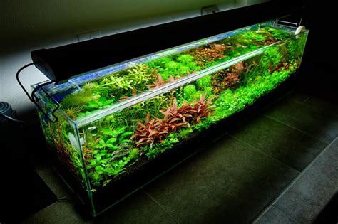 I finally got everything i needed to aquascape my 40 gallon breeder. 12 Gallon Aquarium Dutch Aquascape planted tank by binbin9 ...