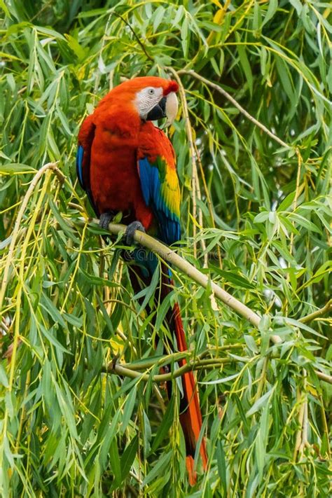 Scarlet Macaws Ara Macao Bird Sitting On The Branch Macaw Parrots In