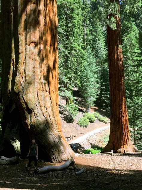 What To See On Your First Visit To Sequoia And Kings Canyon National Park